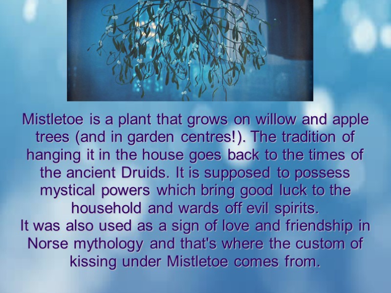 Mistletoe is a plant that grows on willow and apple trees (and in garden